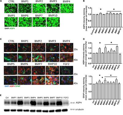 Canonical Bone Morphogenetic Protein Signaling Regulates Expression of Aquaporin-4 and Its Anchoring Complex in Mouse Astrocytes